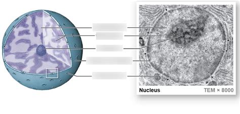 Parts Of The Nucleus Diagram Quizlet