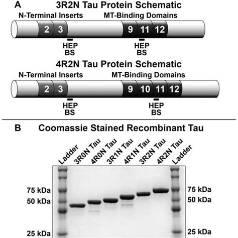 Different 4r Tau Isoform Assembly Reactions Alone Or Spiked With