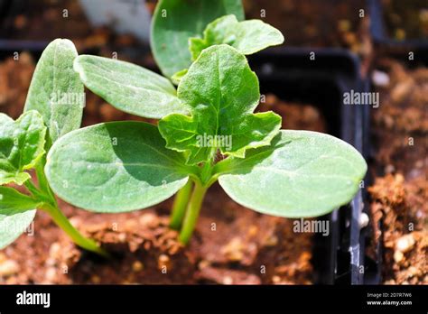 Closeup Of Watermelon Seedlings Growing In Nursery Pots Stock Photo Alamy