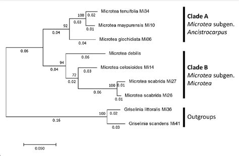 The Phylogenetic Tree From Maximum Likelihood Analysis Of Its Region