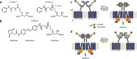 Metabotropic Glutamate Receptor 2 Alchetron The Free Social Encyclopedia