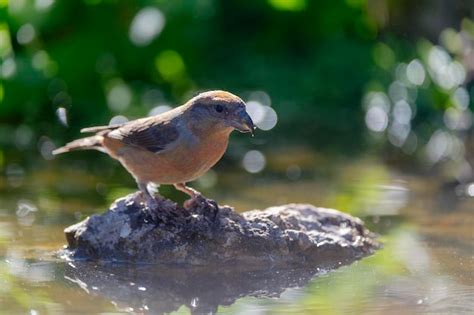 Premium Photo Common Crossbill Loxia Curvirostra Malaga Spain