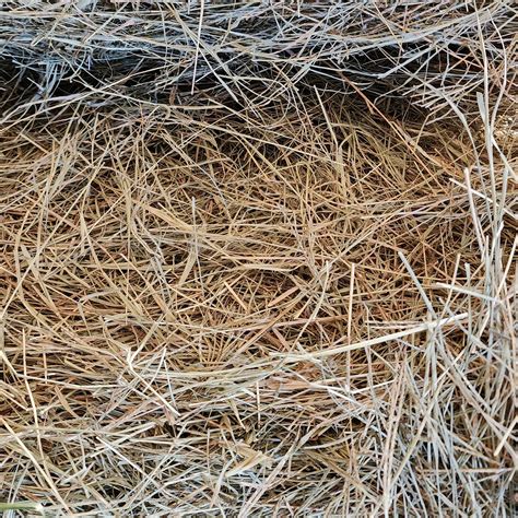 How To Identify Common Grass Hay Timothy And Orchard Foxden Equine