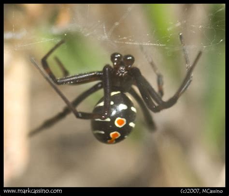 The Northern Black Widow Spider