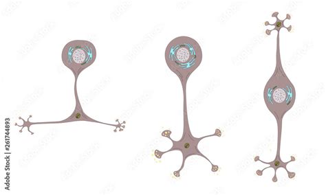 neuron   brain  dendrites  axons neuron classification