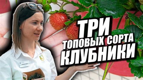 Три лучших сорта Земляники!!! 🍓🍓🍓 Клубника и Земляника до горизонта ...