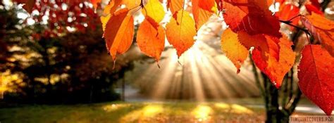 Autumn Leaves in Sunset Facebook Cover Photo