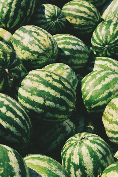 Melon Outbreaks - A History