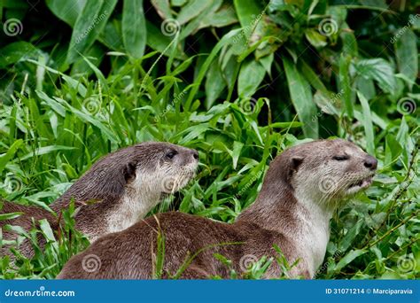 Smooth River Otters Stock Photo Image Of Nose Whiskers 31071214