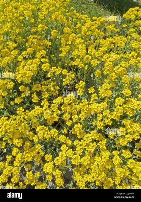 Aurinia Saxatilis Formerly Known As Alyssum Saxatile In Flower