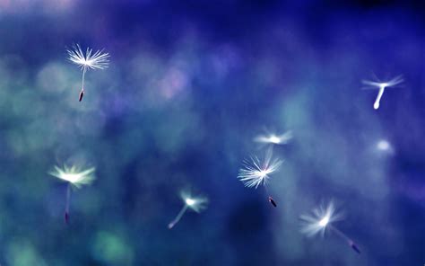 Dandelion Wallpapers | HD Background Images | Photos | Pictures – YL ...