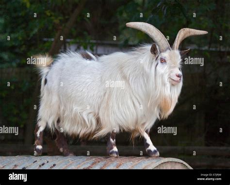 African Pygmy Goat Stock Photo Alamy