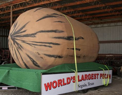 New ‘largest Pecan To Debut At July 4 Parade Seguin Gazette News