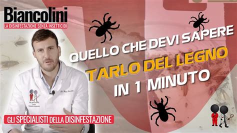 Tarli Del Legno Quello Che Devi Sapere In Minuto Youtube