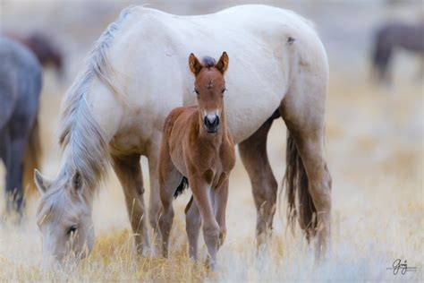 March 2018 Foals Of The Year - Onaqui Herd - Photography of Wild Horses ...