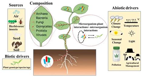 Phyllosphere Microorganisms Examples Factors Effects Biology