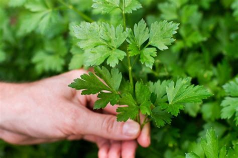 Como plantar salsinha em vaso Aprenda as melhores dicas Plantiê