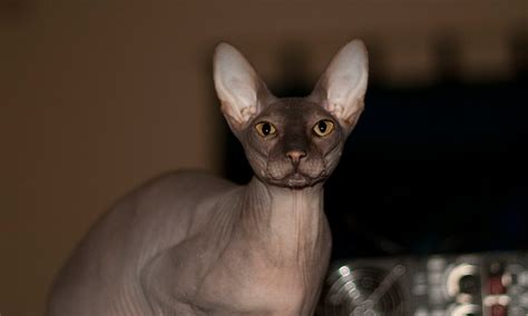 Peterbald Cat Personality Diet And Care Lil Pet