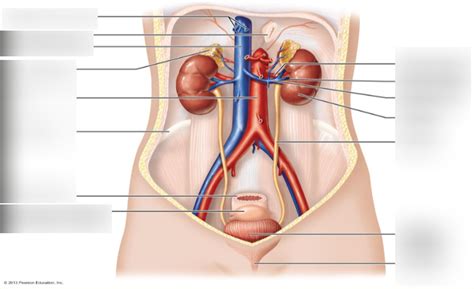 Urinary Anatomy Diagram Quizlet