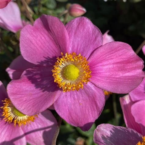 Anemone X Hybrida Robustissima Japanese Anemone In Gardentags Plant