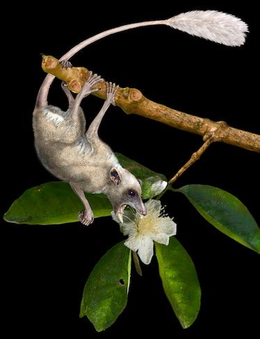 World's Oldest Primate Was a Rodentlike Climber