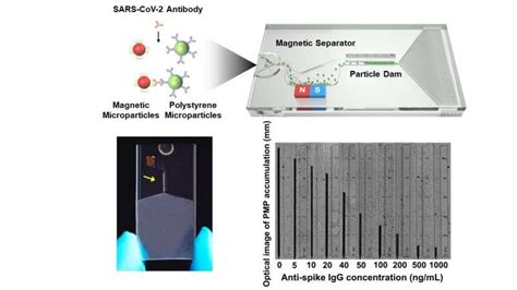 Researchers Invent Accurate Rapid Covid Antibody Level Test