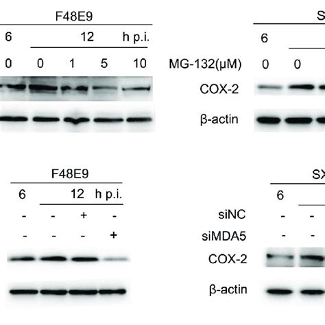 Ndv Mediated Induction Of Cox Via Nf B And Mda A Df Cells