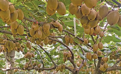 Kiwifruit Farmer S Weekly