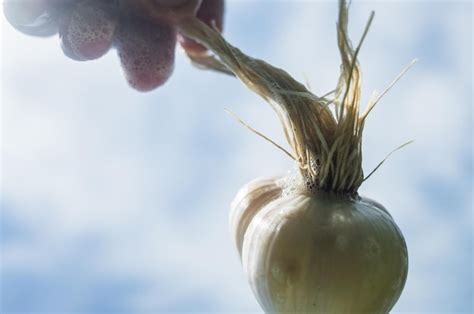 Cabello Espumoso Jabonoso En La Cabeza Ajo En Forma De Cabeza Humana