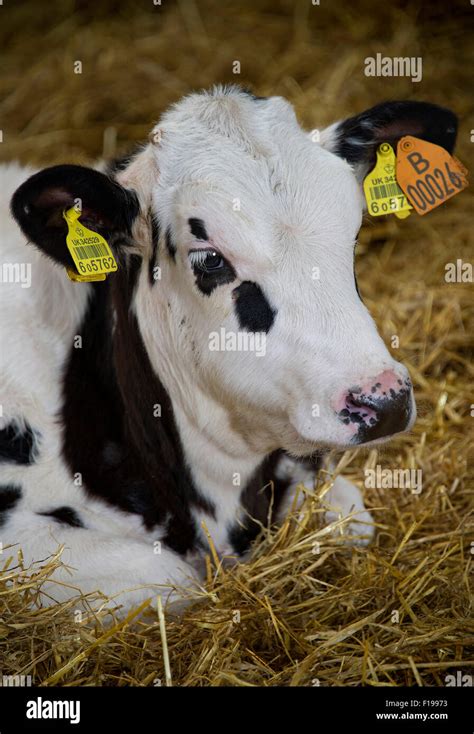 Meat production hi-res stock photography and images - Alamy