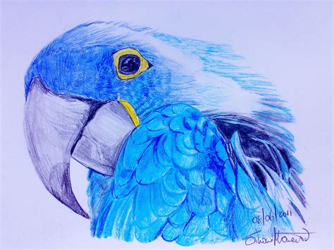 Blue Parrot By Simone93 On Deviantart