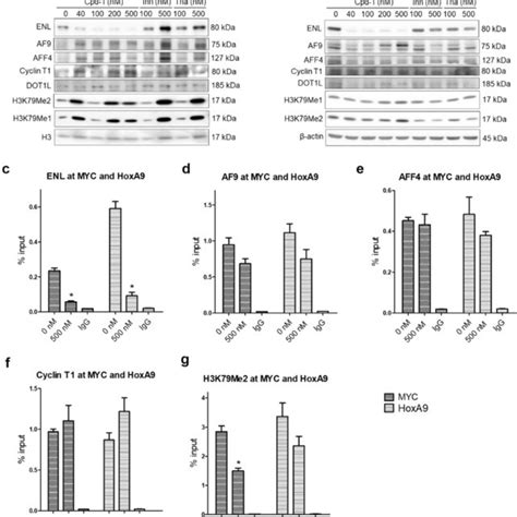 Compound 1 Reduced Enl But Not Other Sec Proteins In Mll1 R Leukemia Download Scientific