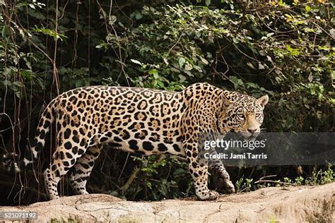 1,669 Jaguar Hunting Stock Photos, High-Res Pictures, and Images - Getty Images