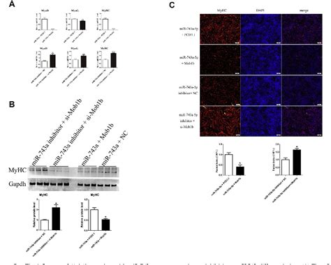 Figure From Mir A P Regulates Differentiation Of Myoblast By