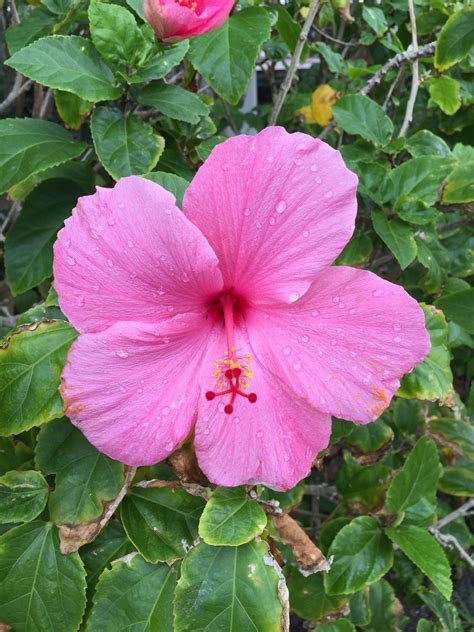 Hibisco Rosado Vivo Bright Pink Hibiscus Flores Flowers 💗 Flower Aesthetic Hibiscus