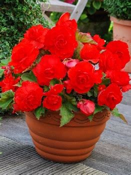 Begonia Red Buc Gradina Cu Bulbi