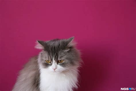 Какой наполнитель лучше для британских кошек? | AnimalExpert.ru