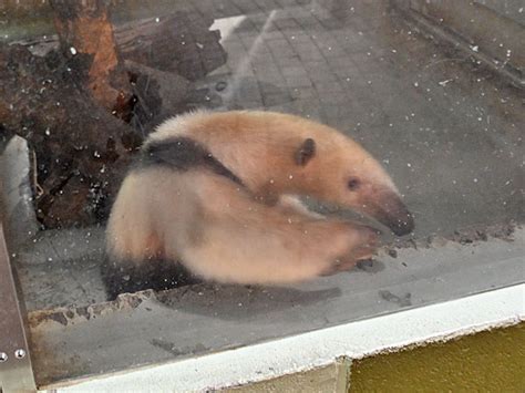 Tamandua Tetradactyla Southern Tamandua In Ueno Zoological Gardens