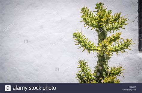 Tree Like Cactus High Resolution Stock Photography And Images Alamy