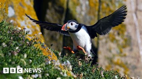 Puffin Friendly Zone To Be Added To Marine Charts BBC News