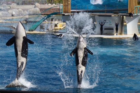 Lorque Inouk Mort Au Parc Marineland D Antibes Seulement Mois Apr S