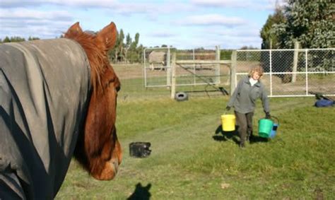 Caring for old horses - Horsetalk - equestrian features on training ...