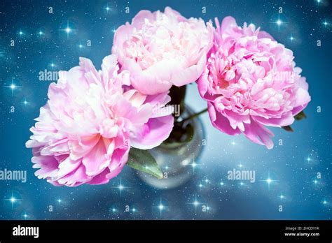 Three Beautiful Pink Peonies Flower With Stars Like Romantic Florar