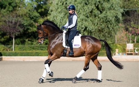 Cantering A Horse: How To Train The Canter - Ridely