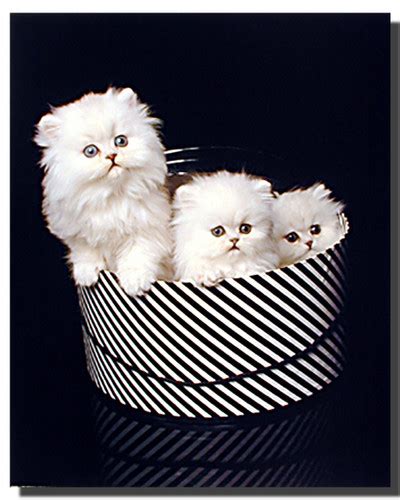 Cute Kittens Poster In A Hat Animal Posters Cat Posters