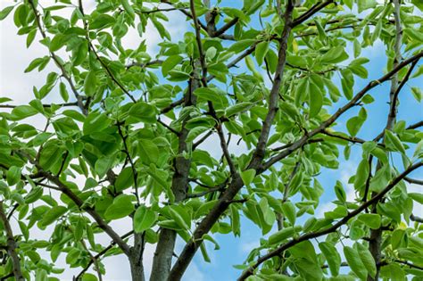 Pohon Pir Dengan Daun Hijau Di Taman Di Langit Latar Belakang Foto Stok