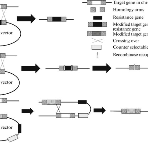 Construction Of Knockouts And Other Target Gene Modifications Via