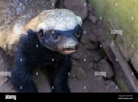 Honey badger eating honey hi-res stock photography and images - Alamy