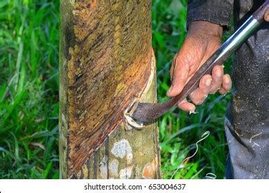 Rubber Tapper Over Royalty Free Licensable Stock Photos Shutterstock