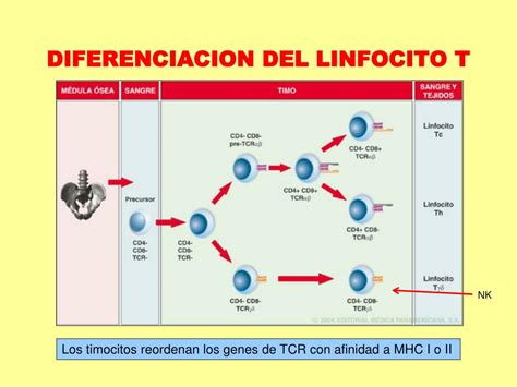 PPT Órganos y tejidos linfoides y Células del Sistema inmune